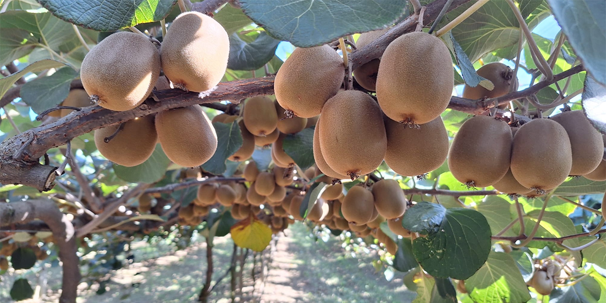 Il futuro del kiwi verde è ... Dulcis®!